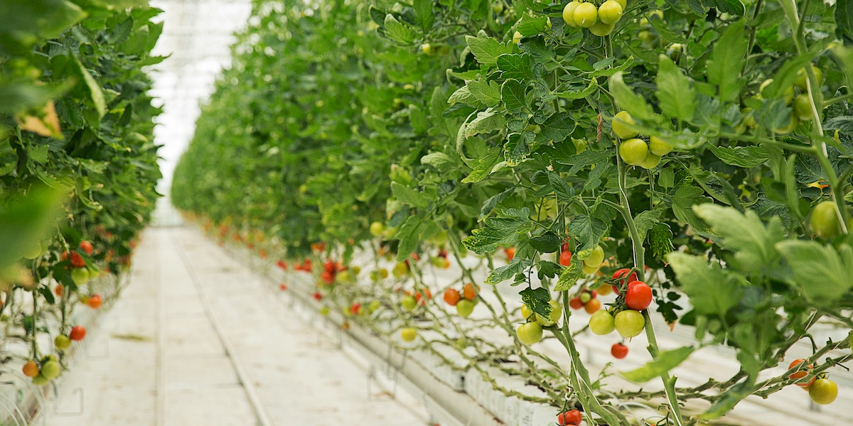 Korzyści stosowania KOLORADO CONTROL – zdrowe i chronione uprawy