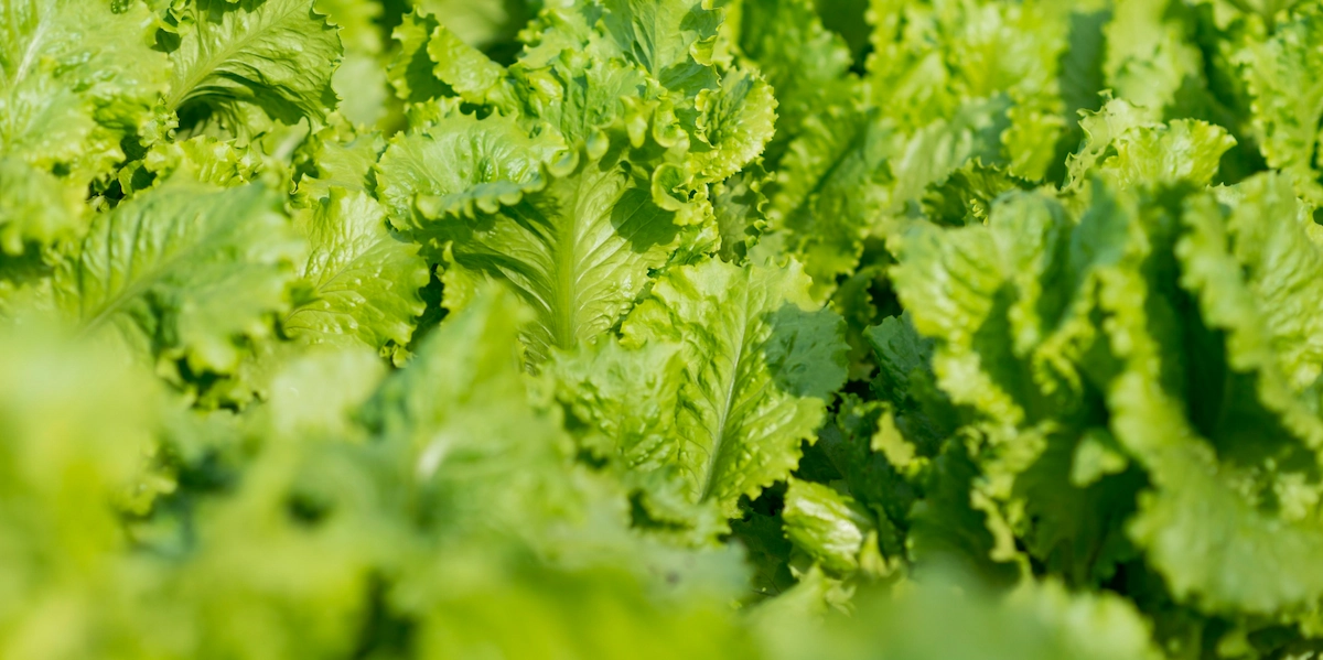 Nitrogen 1 kg – efekt stosowania, zdrowe pole zielonej sałaty