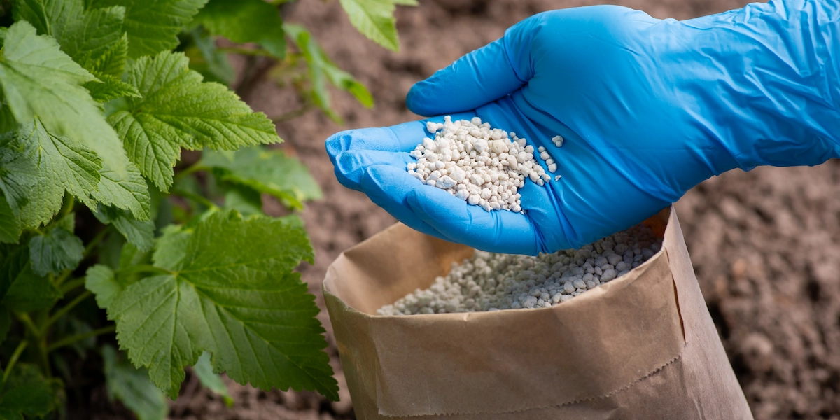 Preparat Nitrogen 5kg – biopreparat z Bacillus azotofixans na tle ziemi z kalafiorem i marchewką