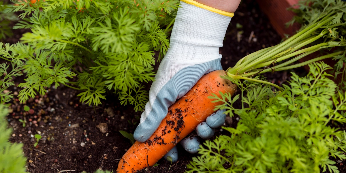 Nitrogen 5kg w dłoni przy roślinach – wsparcie zdrowego wzrostu i systemu korzeniowego