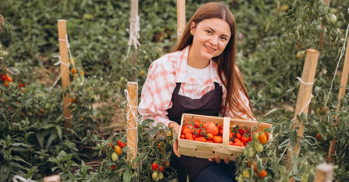 Kobieta zbierająca zdrowe i wybarwione pomidory po zastosowaniu biostymulatora Optimum Leaf