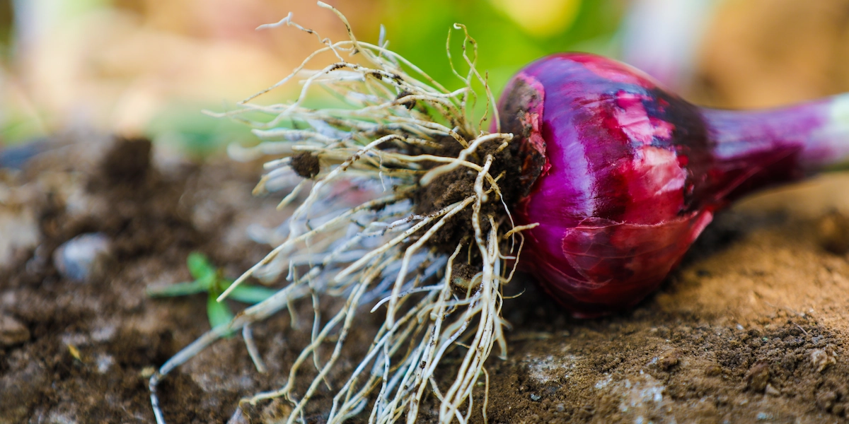 Rozwinięty system korzeniowy czerwonej cebuli dzięki zastosowaniu biostymulatora Optimum Soil