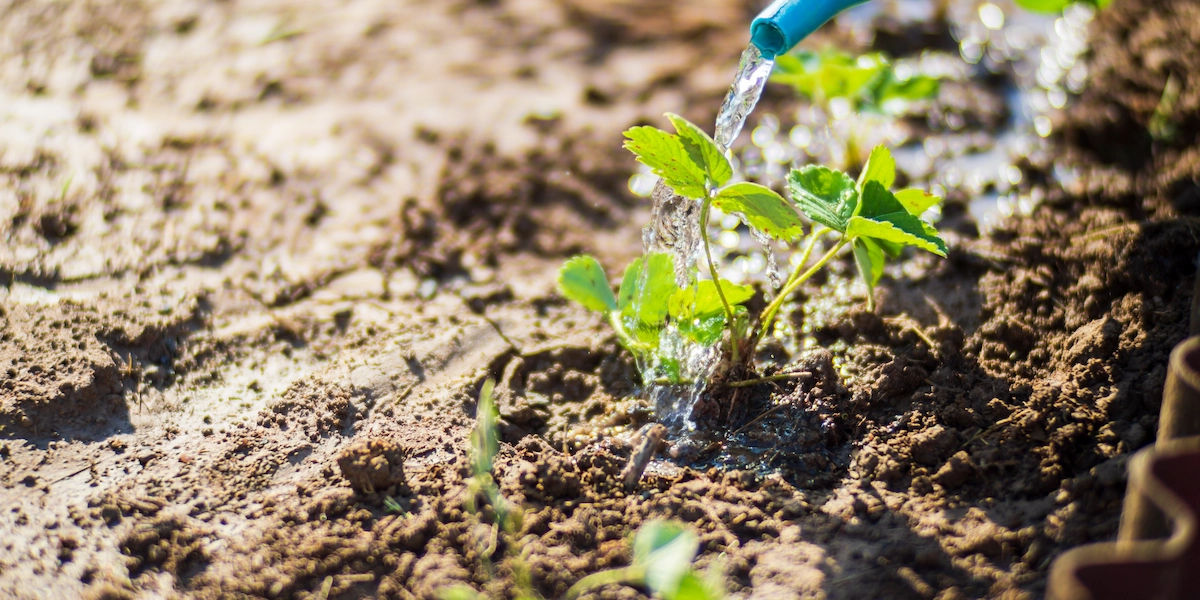 Optimum Soil – podlewanie młodych roślin w ziemi gotowym roztworem