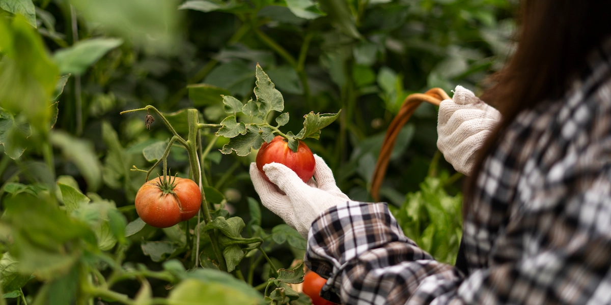 Optimum AMF Proszek 100 g – kobieta w kraciastej koszuli zbiera zdrowe pomidory z silnej uprawy dzięki mikoryzie