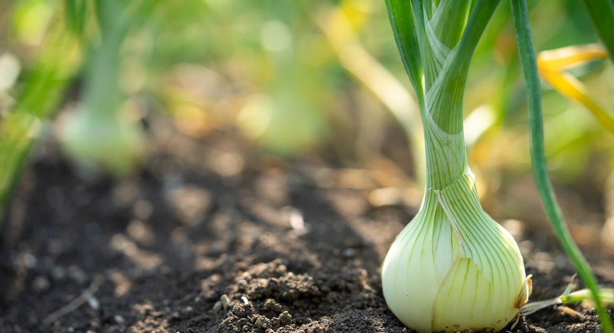 Optimum Bulb 25 l – zdrowa cebula dymka na polu po zastosowaniu zaprawy