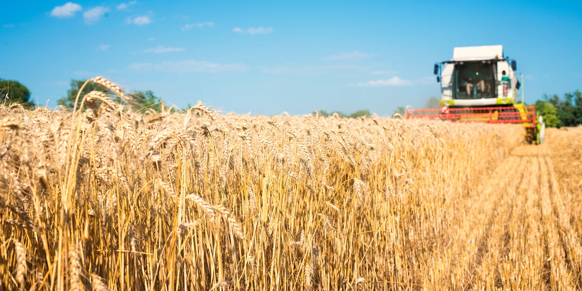 Efekty stosowania PK Bacter 5 kg – kombajn zbiera zdrowe plony pszenicy