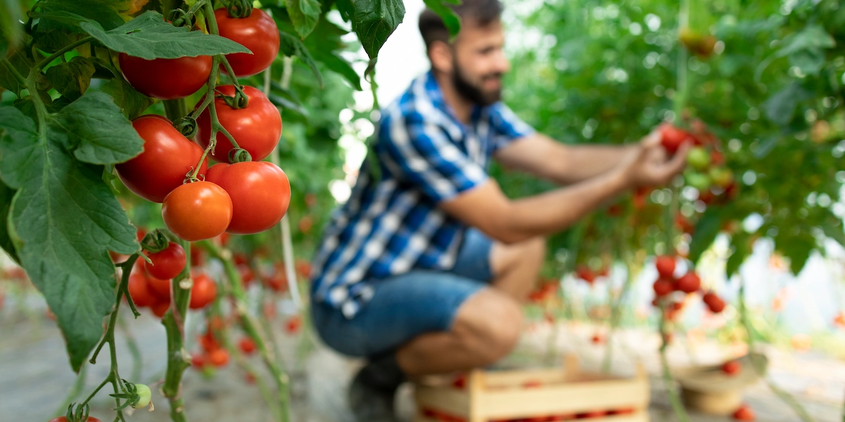 Korzyści stosowania nawozu Terra Cal 5 kg – zdrowe i jędrne pomidory zbierane przez rolnika w szklarni